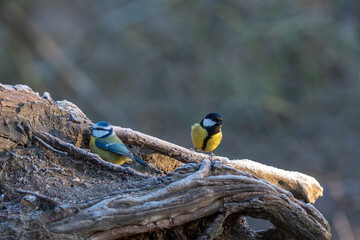 Meisen treffen, Blaumeise und Kohlmeise, Viel wollen sie nicht voneinander wissen.