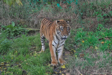tigre a riposo nella natura - 728473602