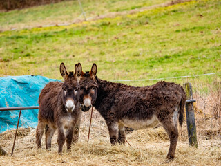 Junge Esel fressen Heu auf einer Weide