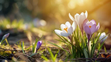 Fotobehang spring crocus flowers © Andy