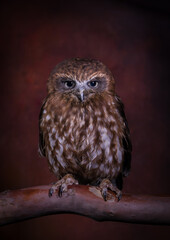 Boobook Owl on brown background