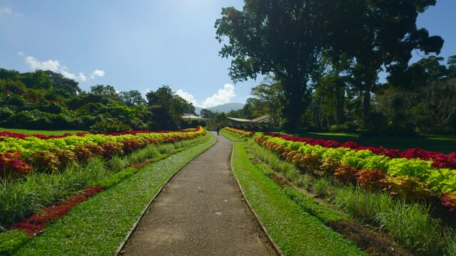 Epic rose garden with green trees at day time. Action. Walking along beautiful bushes with red flowers.