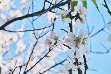Close up almond tree branch with leaves blossoming in blue sky.
