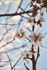 Close up almond tree branch with leaves blossoming in blue sky.
