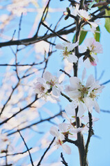 Obraz premium Close up almond tree branch with leaves blossoming in blue sky. 