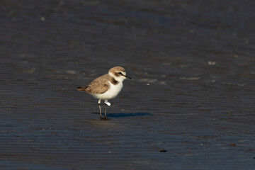 A tagged Kentish plover or Anarhynchus alexandrinus, observed at Akshi Beach in Alibag,...