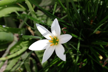white flowers from a plant with the scientific name Zephyranthes candida, which includes medicinal...