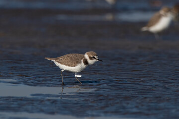 A tagged Kentish plover or Anarhynchus alexandrinus, observed at Akshi Beach in Alibag, Maharashtra, India