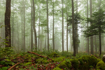Beautiful wild foggy forest landscape with mossy rocks.