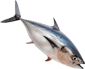 Ocean’s Speedster: The Agile Tuna
