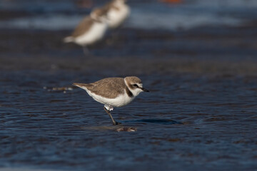 A tagged Kentish plover or Anarhynchus alexandrinus, observed at Akshi Beach in Alibag,...