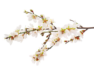 Blossoming almond tree branch isolated on white background, Prunus amygdalus