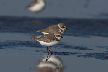 Kentish plover (Anarhynchus alexandrinus), a small shorebird, observed at Akshi Beach in Alibag, Maharashtra, India