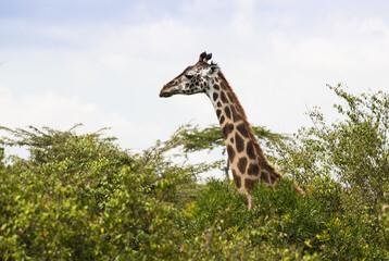 Rodzina żyraf  w Parku Narodowym Amboseli pośród drzew akacji