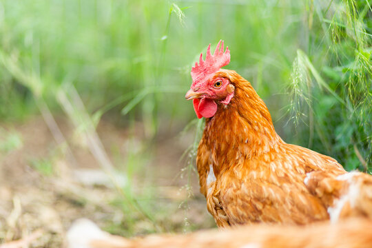 isa brown hen free ranging with green copy space