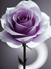 White rose on black background, Generative AI