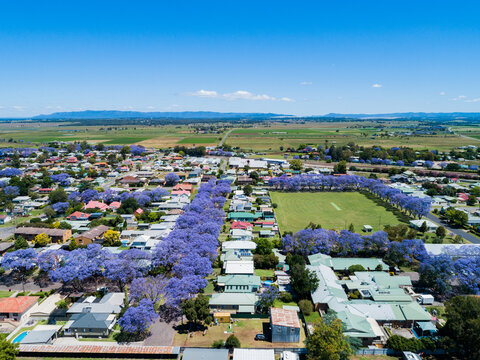 Residential street lined with purple jacaranda trees in spring in country town in NSW Australia