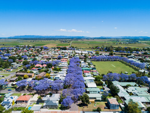 Residential street lined with purple jacaranda trees in spring in country town in NSW Australia