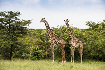 Żyrafy na afrykańskiej sawannie w Parku Narodowym Amboseli