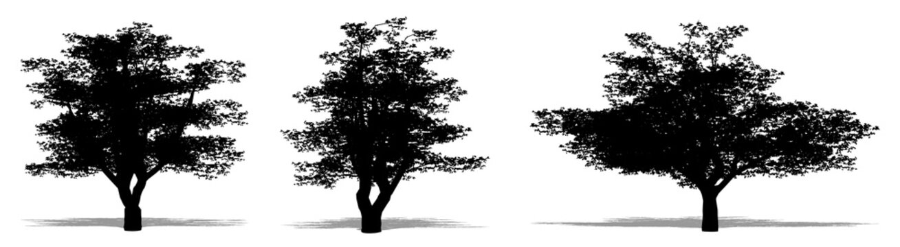Set or collection of Cherry trees as a black silhouette on white background. Concept or conceptual vector for nature, planet, ecology and conservation, strength, endurance and  beauty