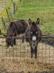 Junge Esel fressen Heu auf einer Weide