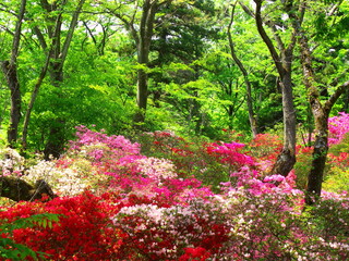 初夏の新緑の林とカラフルなツツジ咲く風景