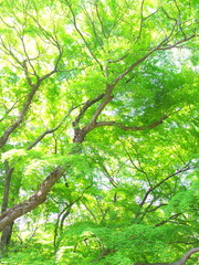 Fototapeta na wymiar 春の青モミジの大木