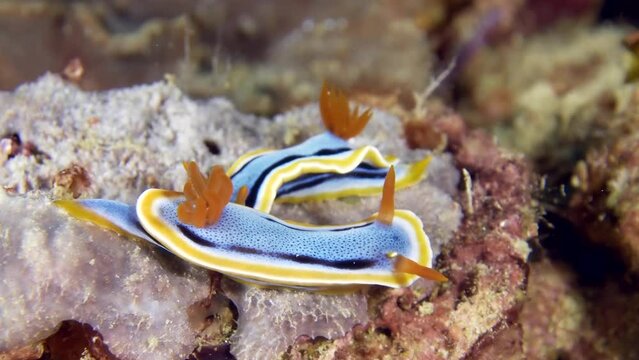 A colorful sea slug underwater. A close-up of beautiful nudibranch Anna's Chromodoris (Chromodoris annae) crawling at the bottom of the sea.