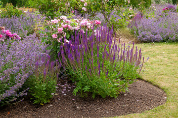 Woodland sage and pink roses in a garden flower bed - 728480615