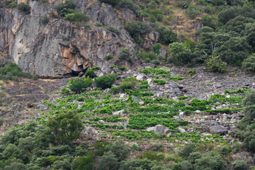 Plantation of vineyards in the Ribeira Sacra in the canyons of the river Sil. Galicia - Spain