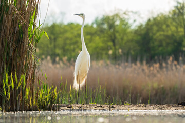 Great egret (Ardea alba)