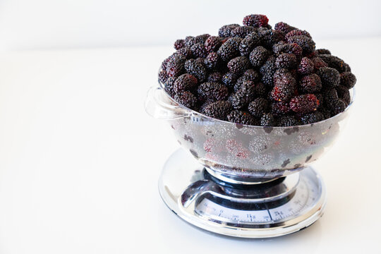 Mulberries for jam making weighed out in kitchen scales