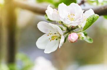 Apple tree blossom close-up. White apple flower on natural warm color background. - 728484025