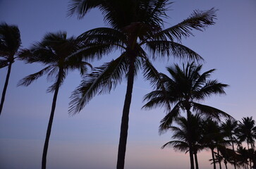 Set of palm trees at sunset, sunset sky background