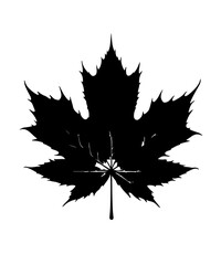 Maple leaf silhouettes, Maple leaf icon, Maple leaf vector illustration, Maple leaf outline, Leaf silhouettes, Leaf