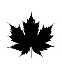 Maple leaf silhouettes, Maple leaf icon, Maple leaf vector illustration, Maple leaf outline, Leaf silhouettes, Leaf