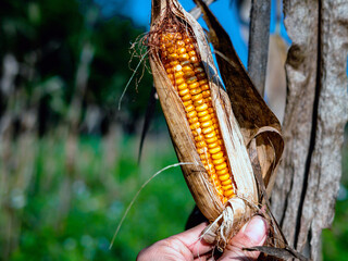 Close-up of harvest dried corn cobs in farmer hand holding