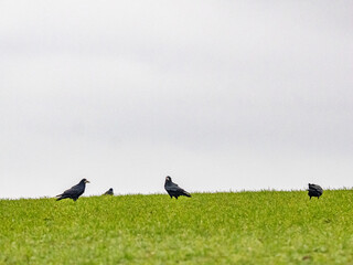 Krähen suchen Futter auf einem Feld im Winter