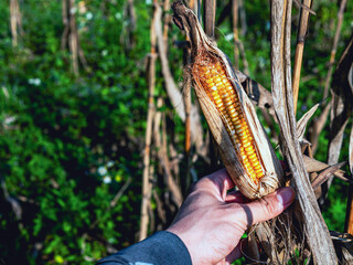 Close-up of harvest dried corn cobs in farmer hand holding