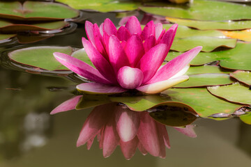 a beautiful pink water lily in the pond and its reflection in the water - 728488014