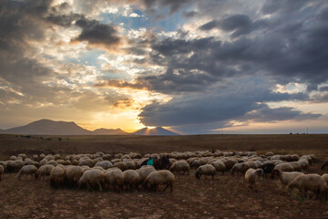 Sheep grazing around Karaman Karadağ, Karadağ and dense clouds in the background.
