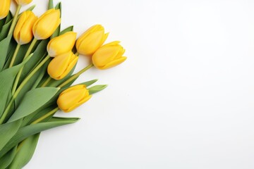 Beautiful Yellow Tulip Bouquet on White Background. Perfect Spring Blossom with Green Leaves