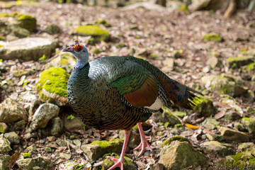 the prettiest feathers of the ocellated turkey Meleagris gallopavo is native to the Yucatán Peninsula