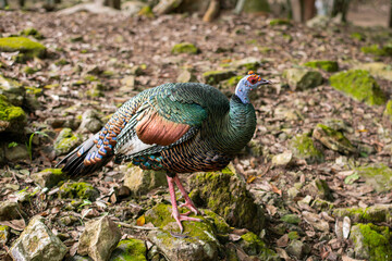 Obraz premium the prettiest feathers of the ocellated turkey Meleagris gallopavo is native to the Yucatán Peninsula