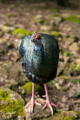 the prettiest feathers of the ocellated turkey Meleagris gallopavo is native to the Yucatán Peninsula