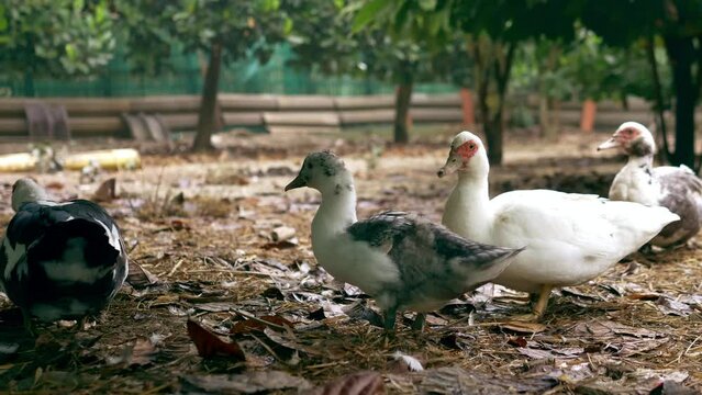 flock of ducks in cacao garden, 4k video