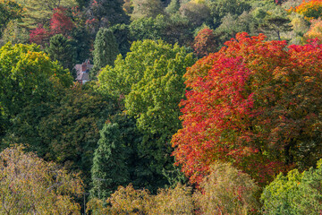 Obraz premium lickey hills country park west midlands england uk