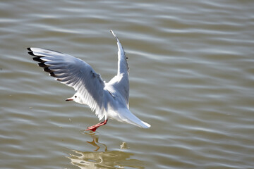 seagull, bird