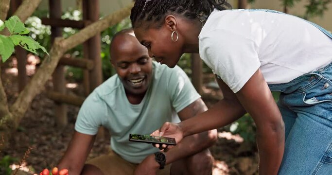 Couple, phone and gardening with fruits identification app, internet and reading of growth information. African man and woman with berries, plants and mobile for online research, help or farming blog
