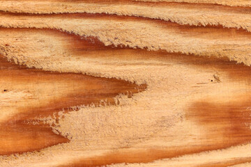 Texture con venature di legno di abete